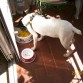 aqui charly comiendo arroz